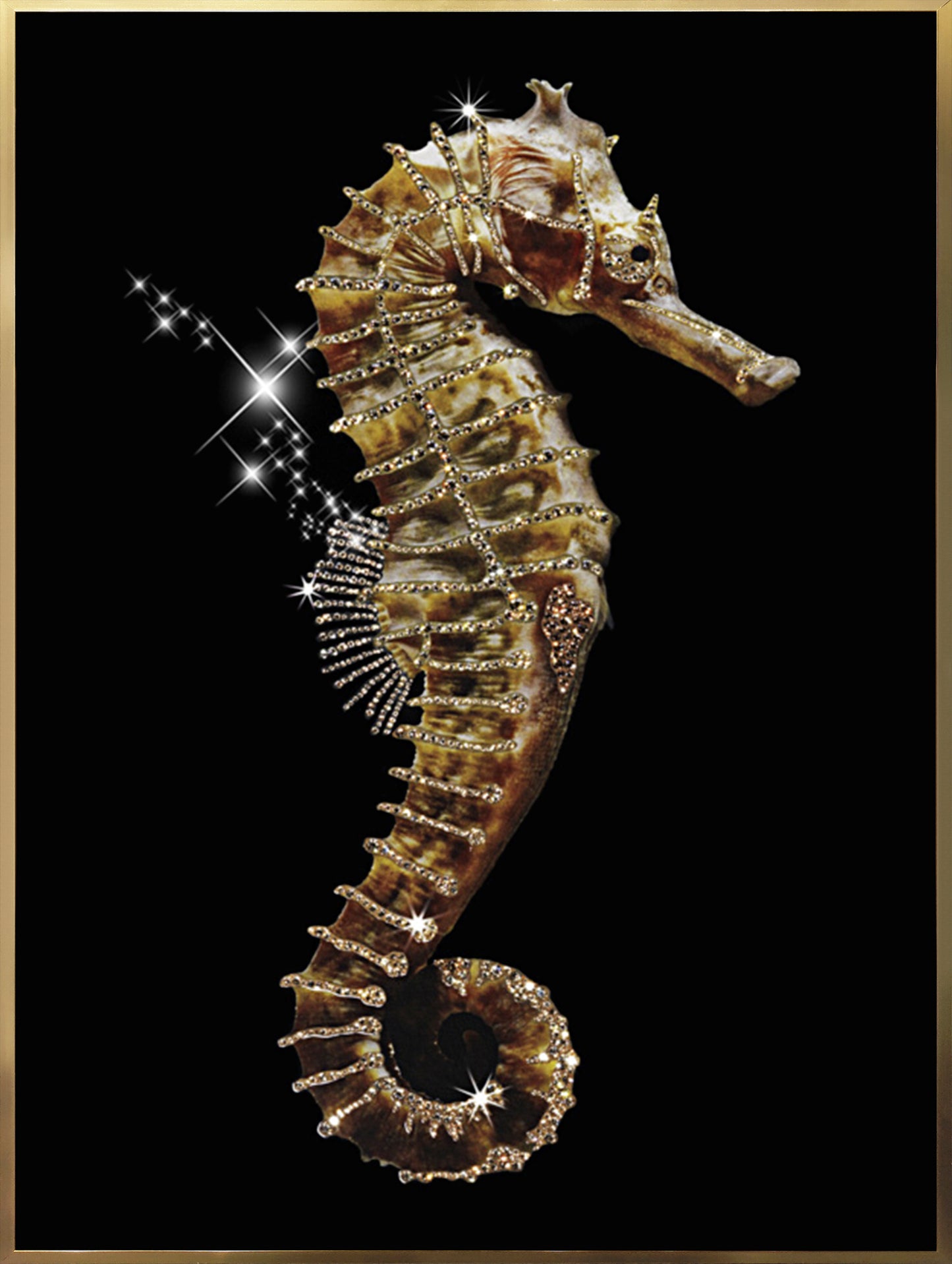 Seahorse